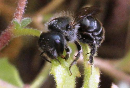 Réf. 266 286 : Osmia sp.